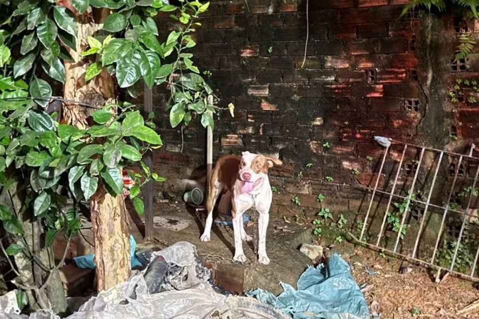 Bebê de três meses morre ao ser atacado por pitbull no Grande Recife